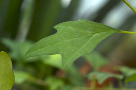 Gmelina philippinensis